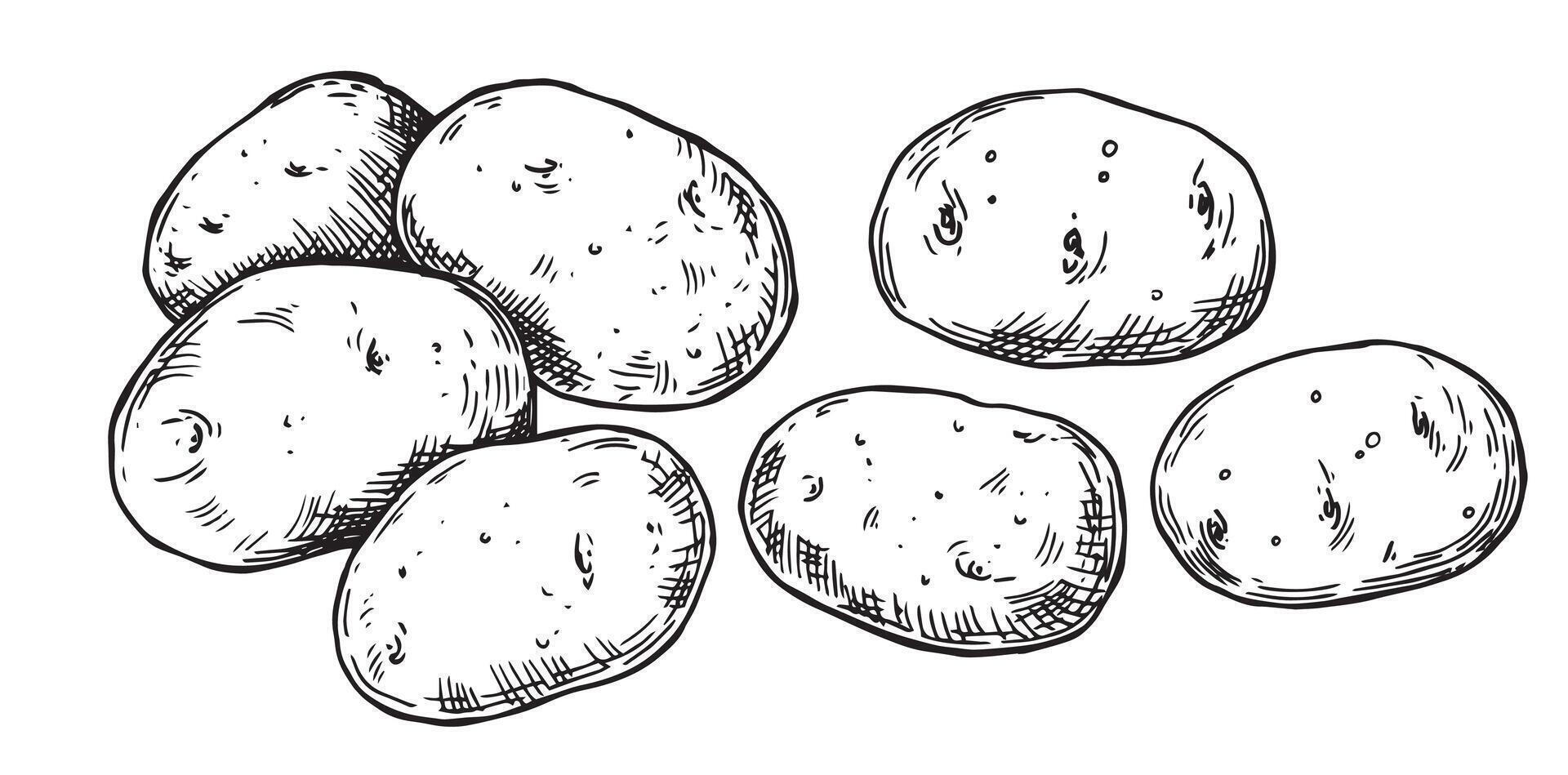 potatoes, drawing in sketch style. vector