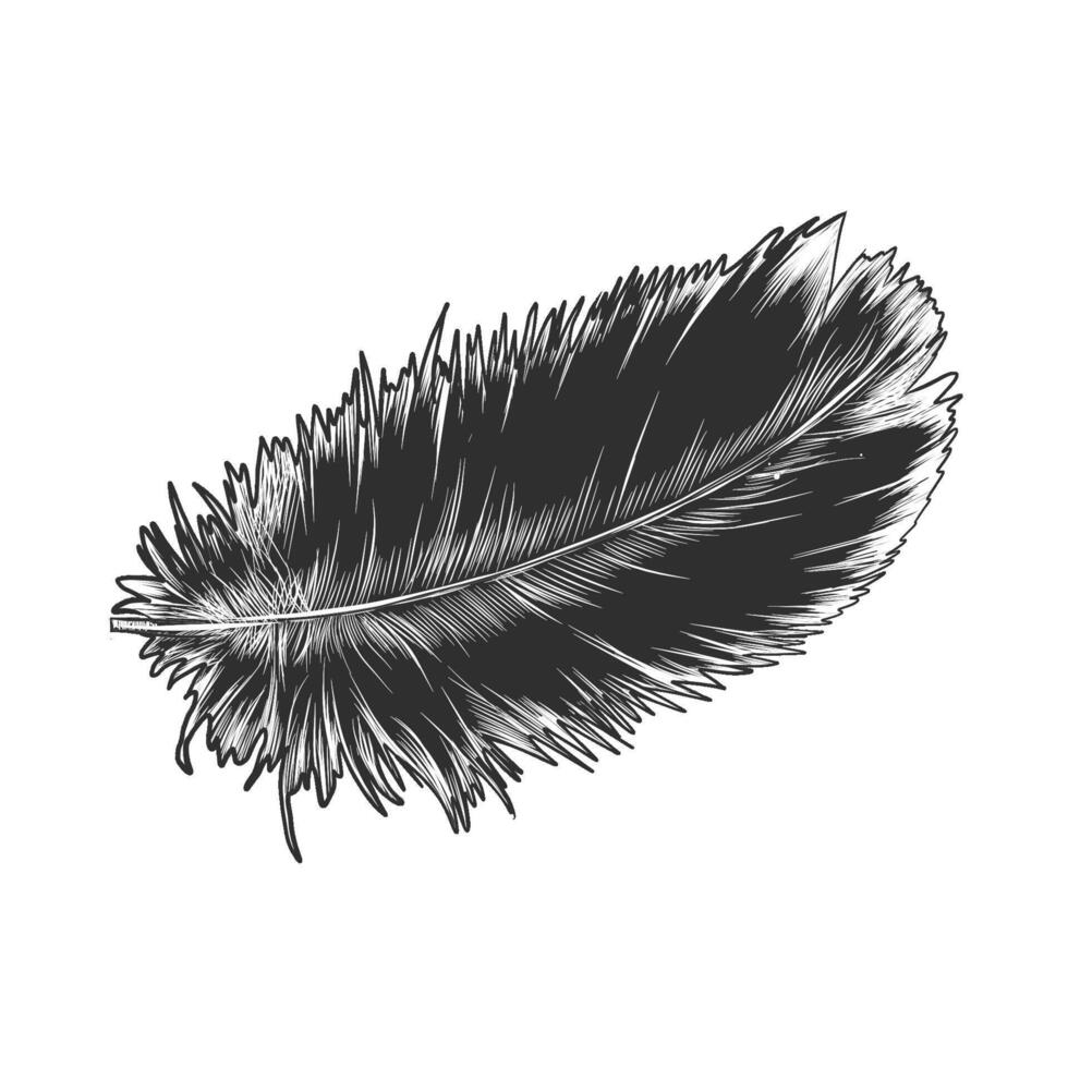 engraved style illustration for posters, decoration and print. Hand drawn sketch of feather in monochrome isolated on white background. Detailed vintage woodcut style drawing. vector