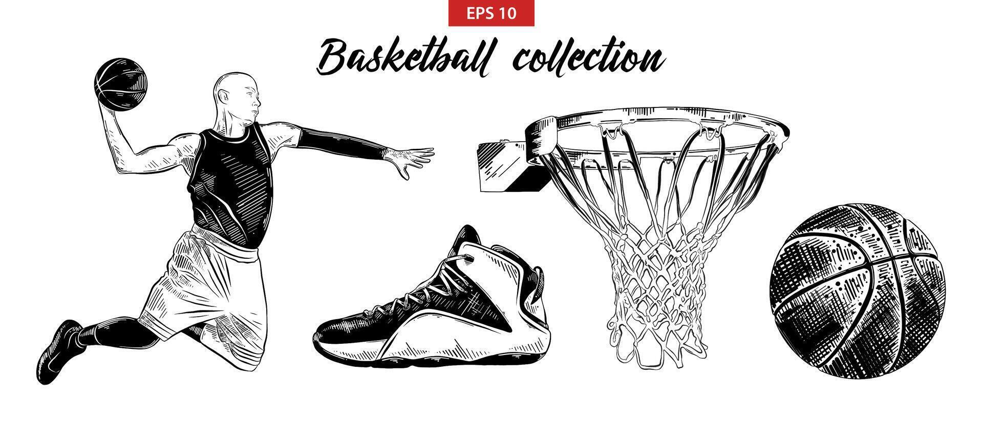engraved style illustration for posters, decoration and print. Hand drawn sketch set of basketball player, shoe, ball and basket isolated on white background. Detailed vintage etching drawing. vector