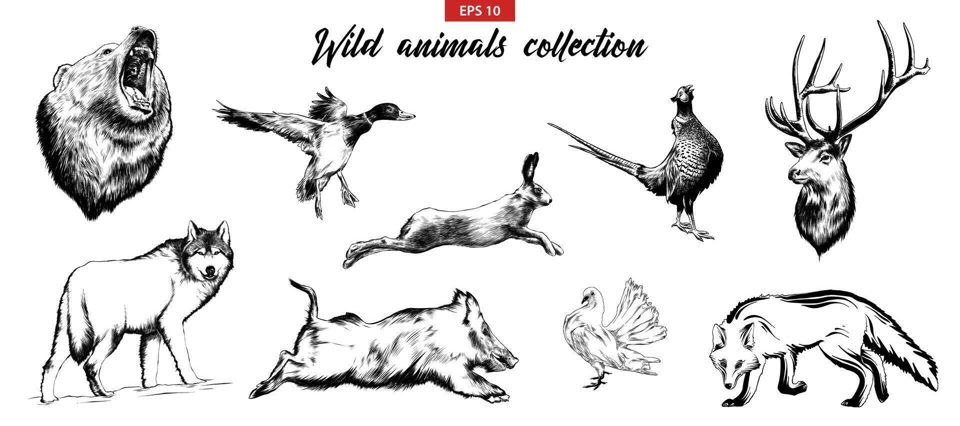 engraved style illustration for logo, emblem, label or poster. Hand drawn sketch set of wild forest animal. Isolated on white background. Detailed vintage doodle drawing. vector