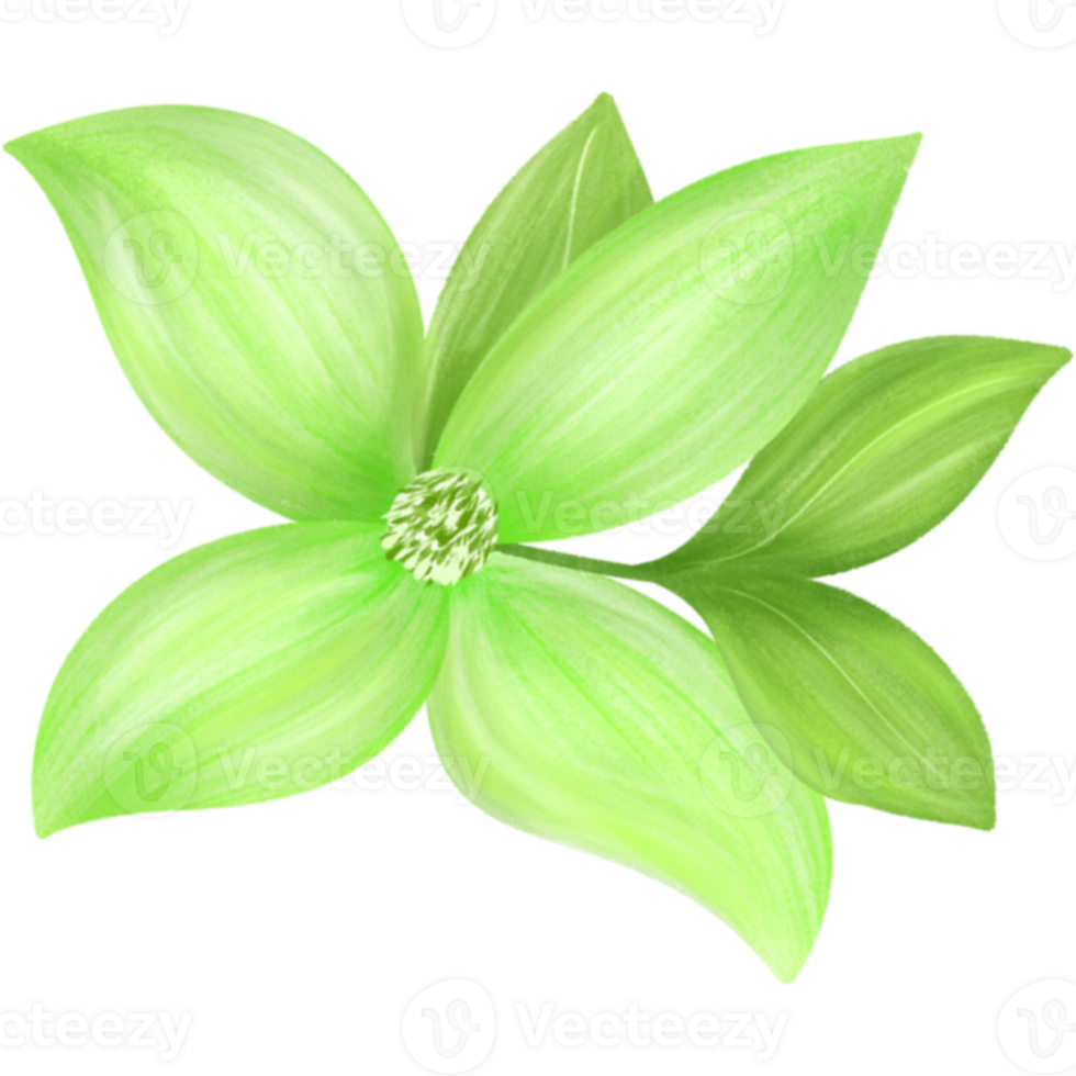 Flower Clipart Illustation coloerfully png