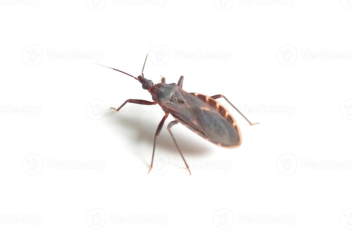 Kissing bug or triatominae isolated on white background photo
