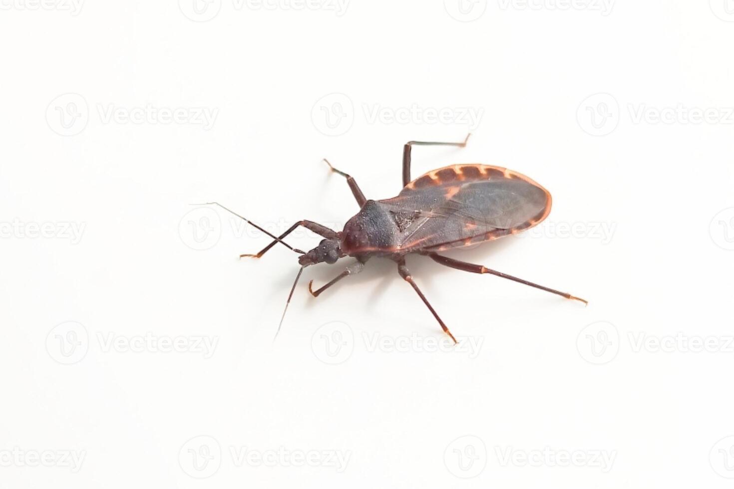 Kissing bug or triatominae isolated on white background photo