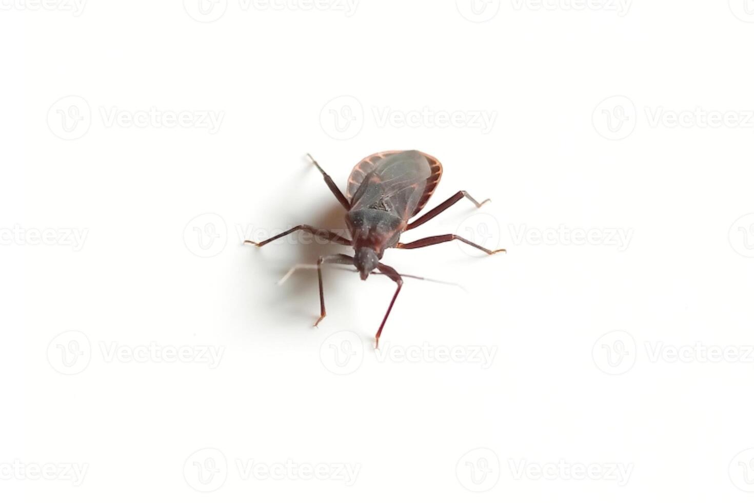 Kissing bug or triatominae isolated on white background photo