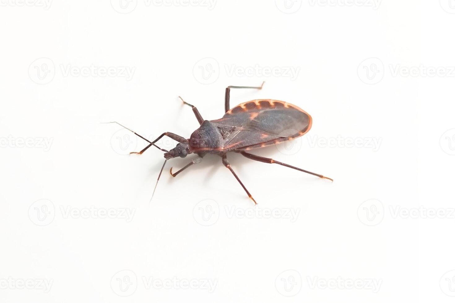 Kissing bug or triatominae isolated on white background photo