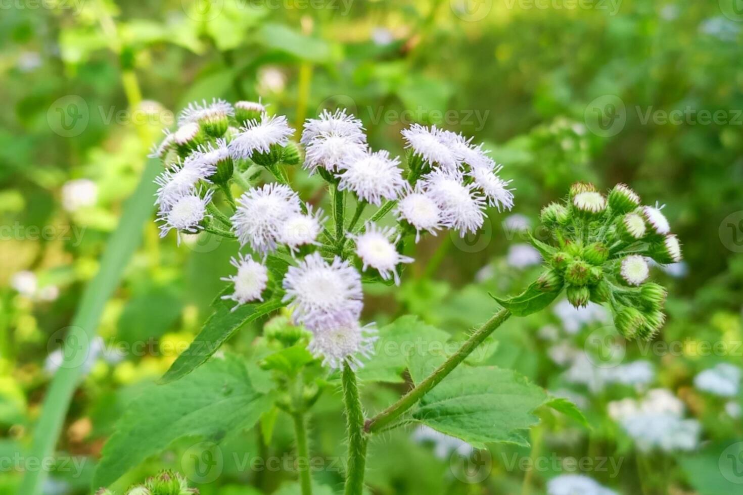 goatweed, whiteweed, is a plant native to tropical America, particularly in Brazil and other regions of Asia including Bangladesh, commonly considered an invasive weed, It is also called Phulkuri, photo