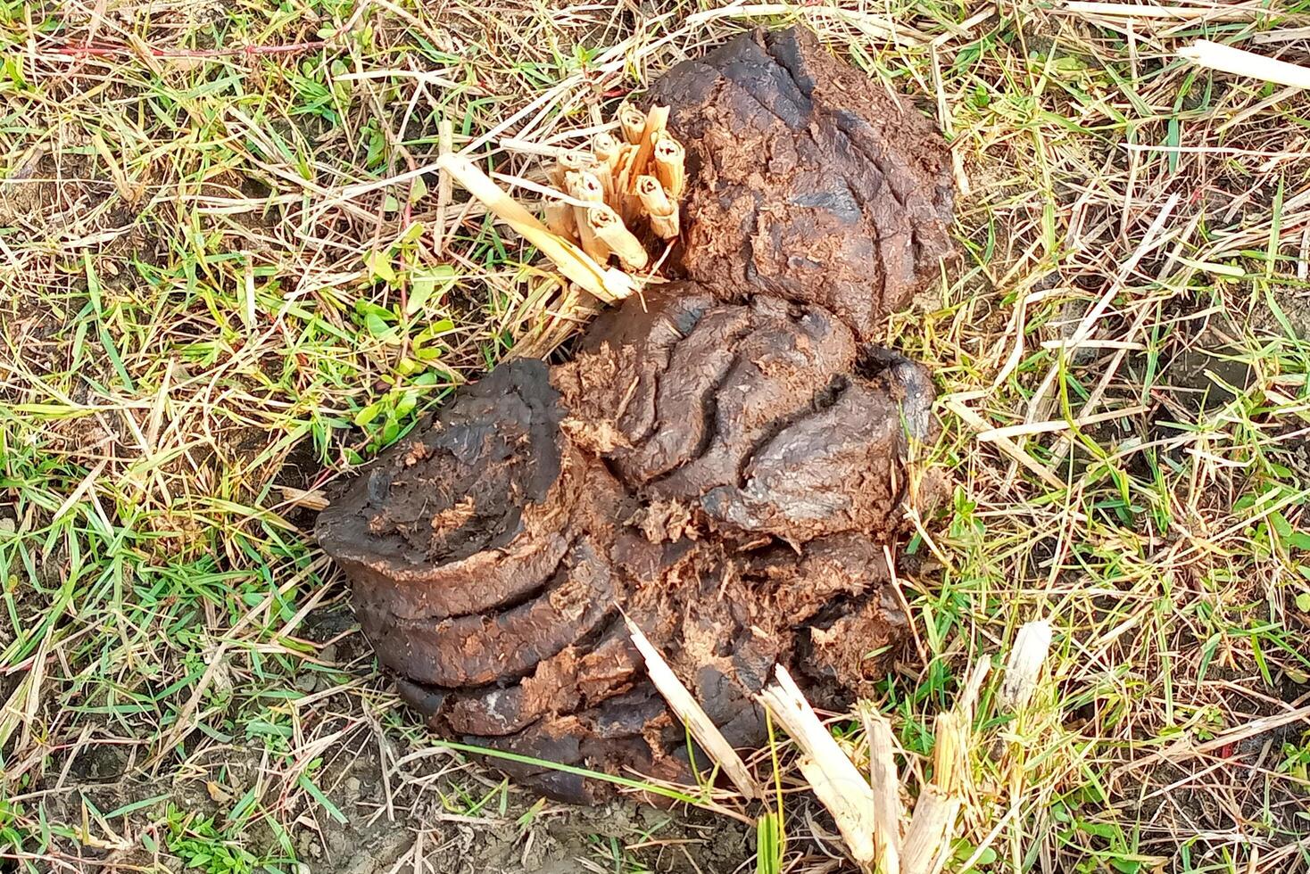Fresh cow dung in green grass photo