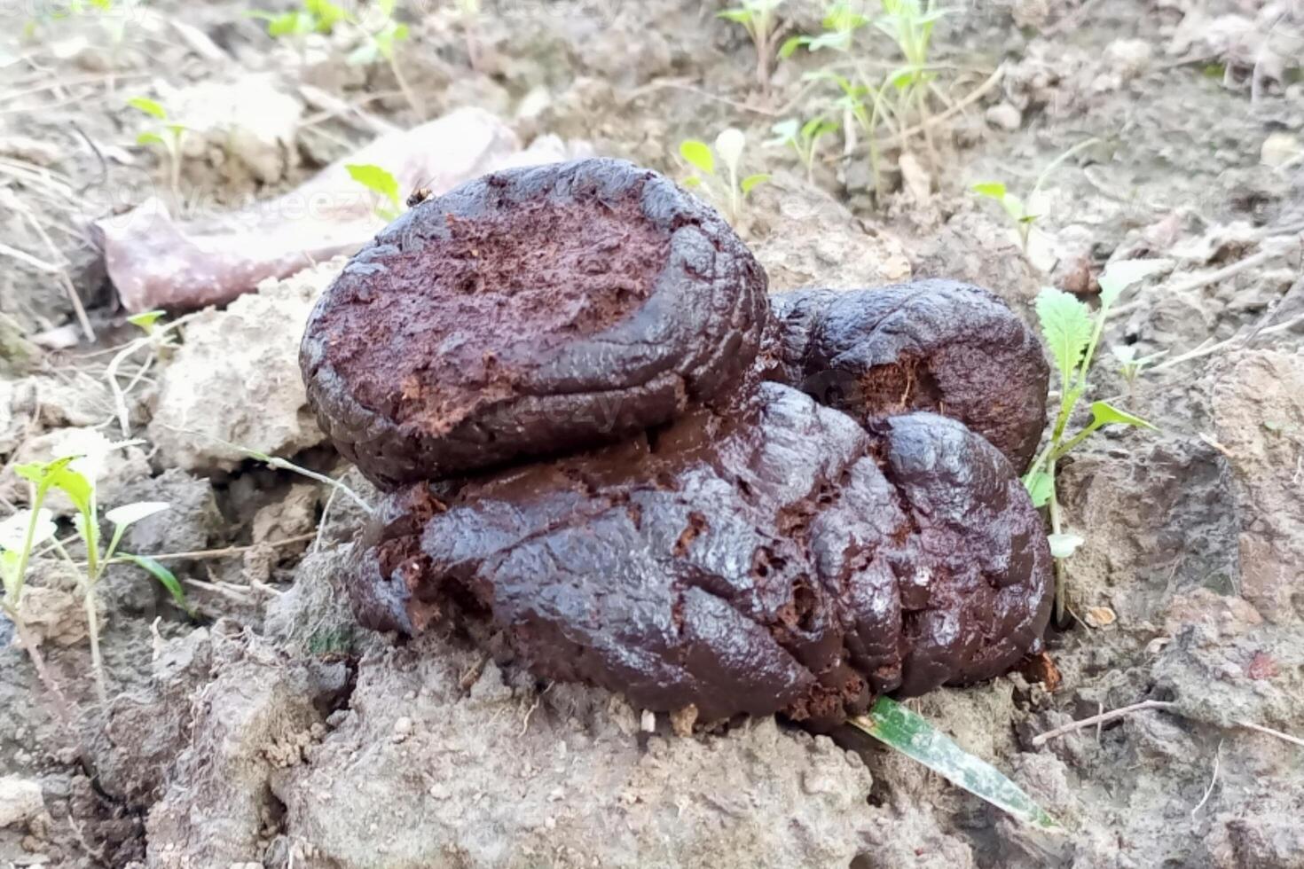 After soiling fresh cow dung is used as organic fertilizer photo
