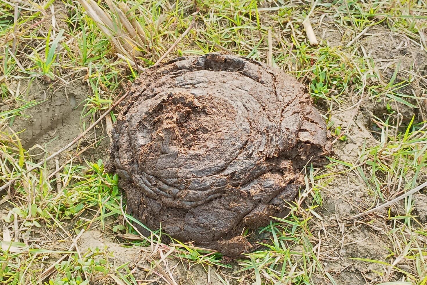 Fresh cow dung in green grass photo