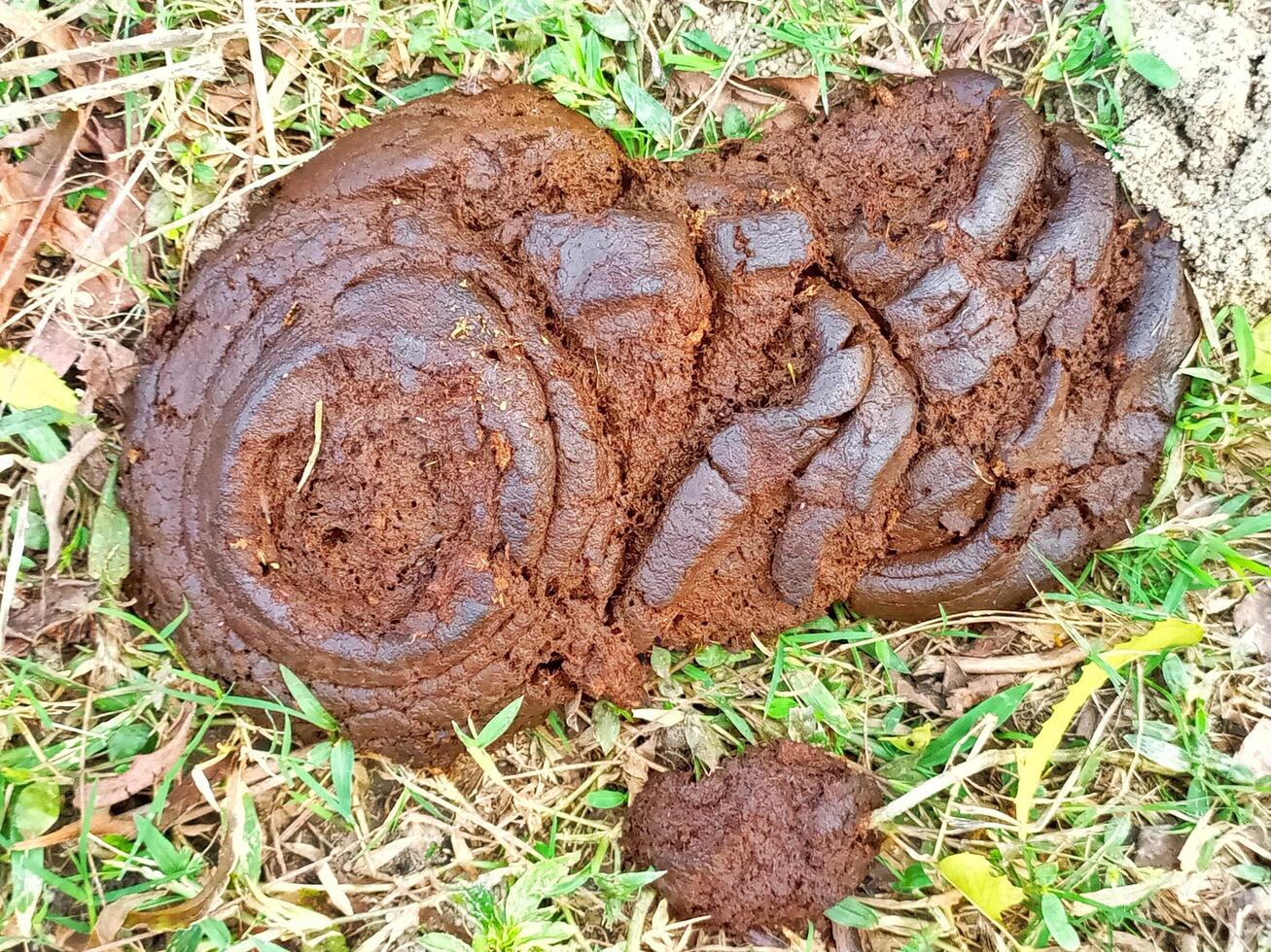 Fresh cow dung in green grass photo