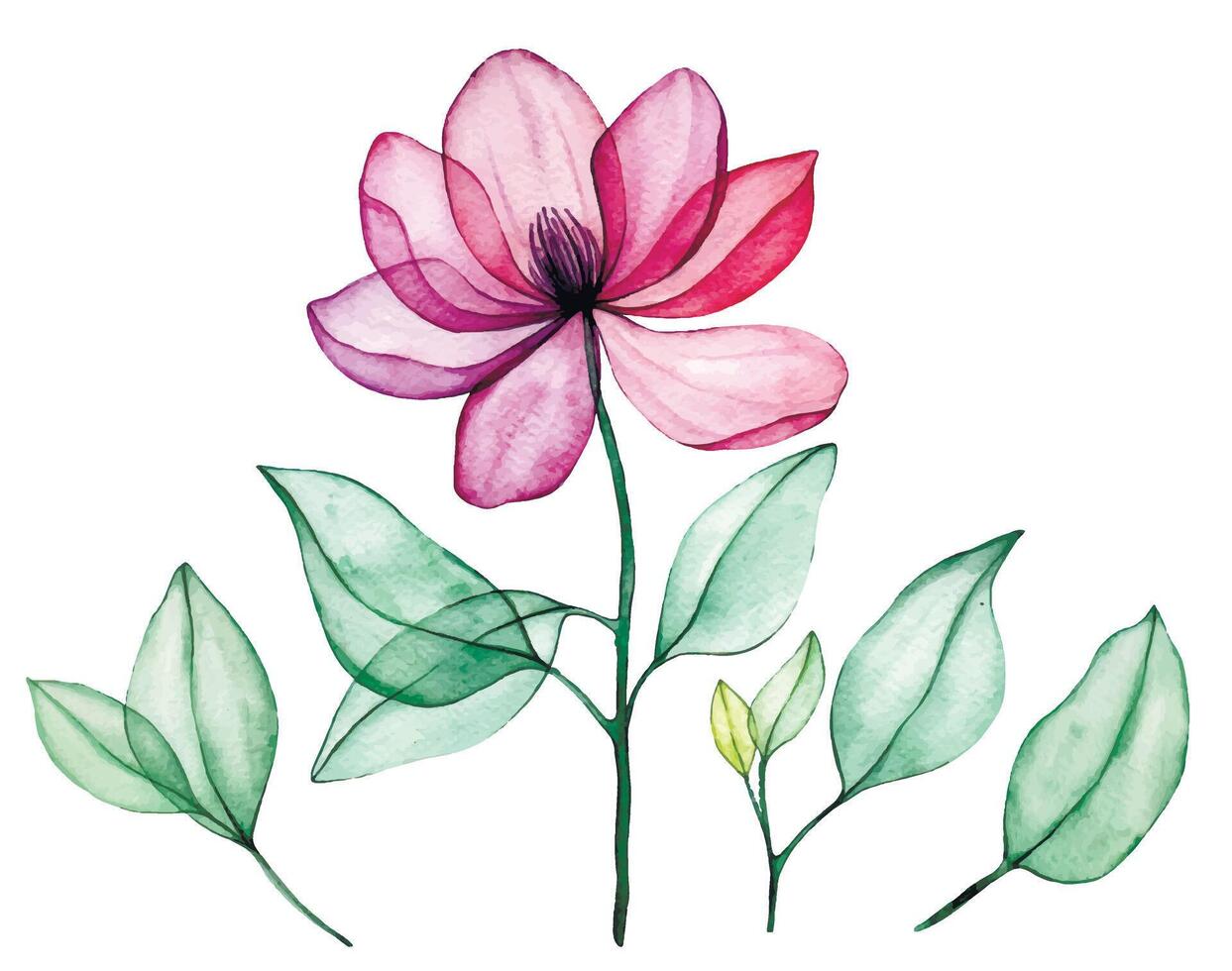watercolor drawing, transparent magnolia flower. pink flowers and leaves, x ray vector