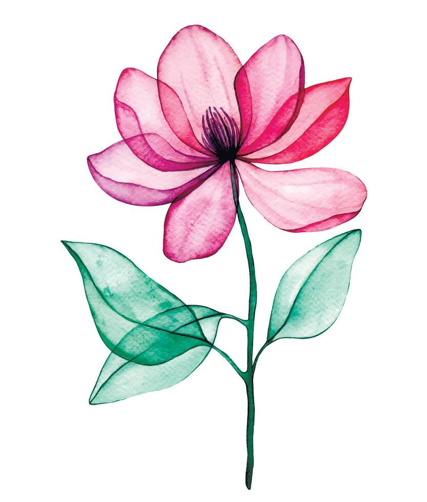 watercolor drawing, transparent magnolia flower. pink flowers and leaves, x ray vector