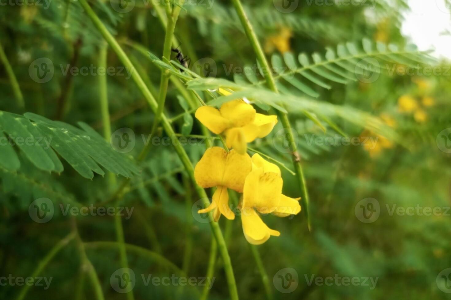 The jubilee tree is not commonly seen The scientific name of the jubilee tree is Sesbania sesban. photo