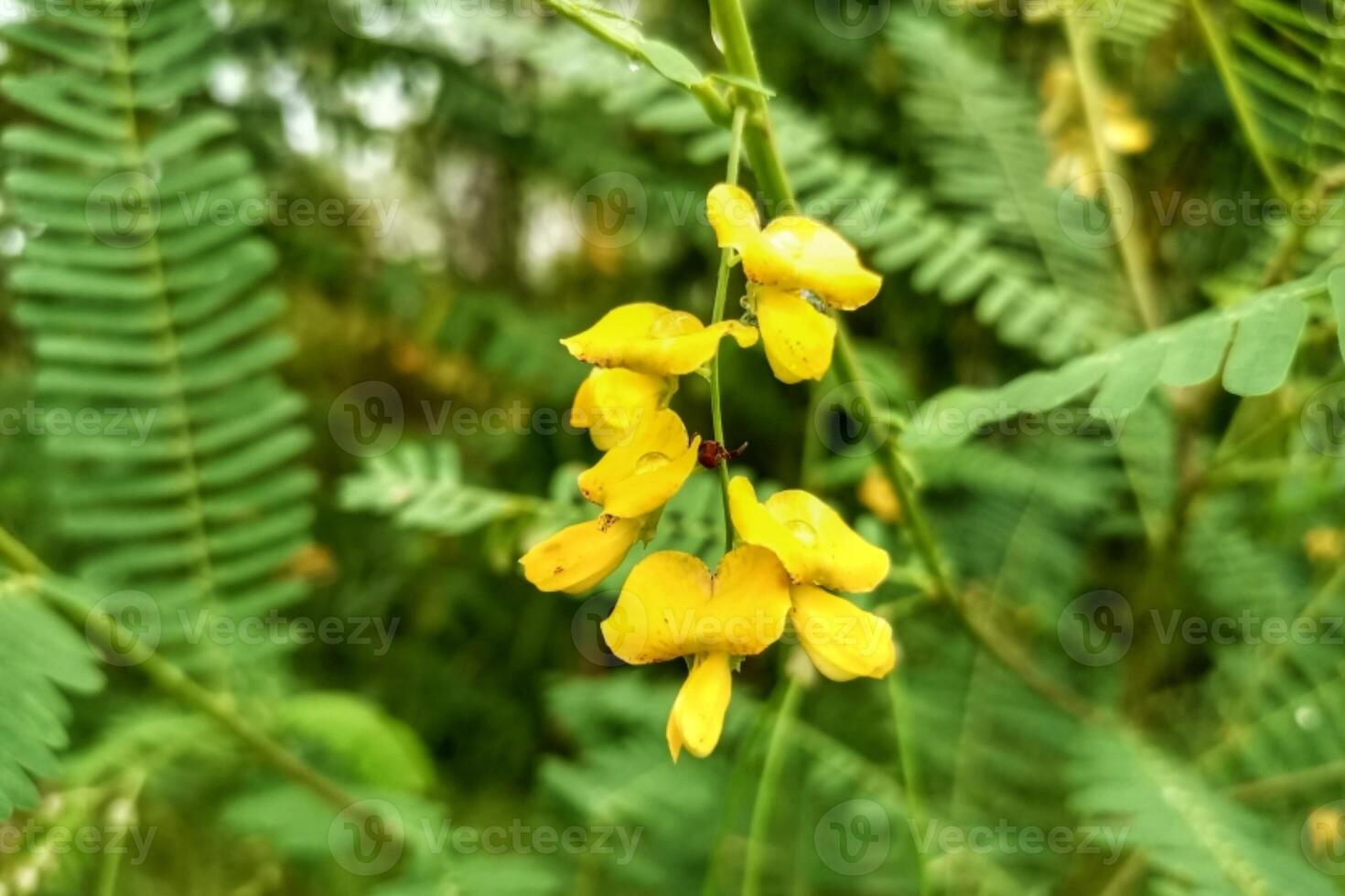 The jubilee tree is not commonly seen The scientific name of the jubilee tree is Sesbania sesban. photo