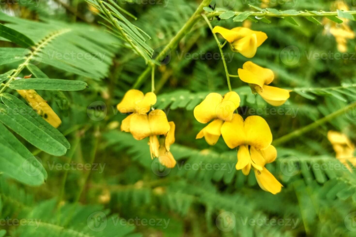 The jubilee tree is not commonly seen The scientific name of the jubilee tree is Sesbania sesban. photo