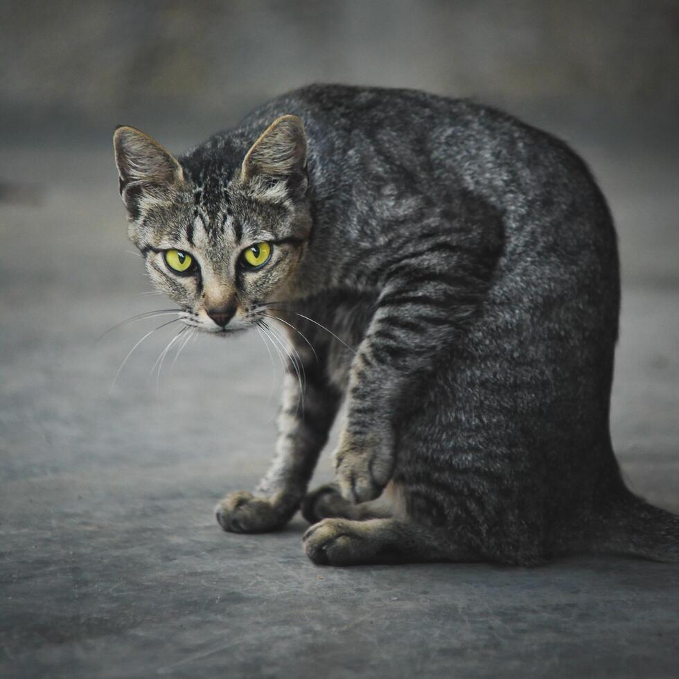 A cute cat with sharp eyes photo