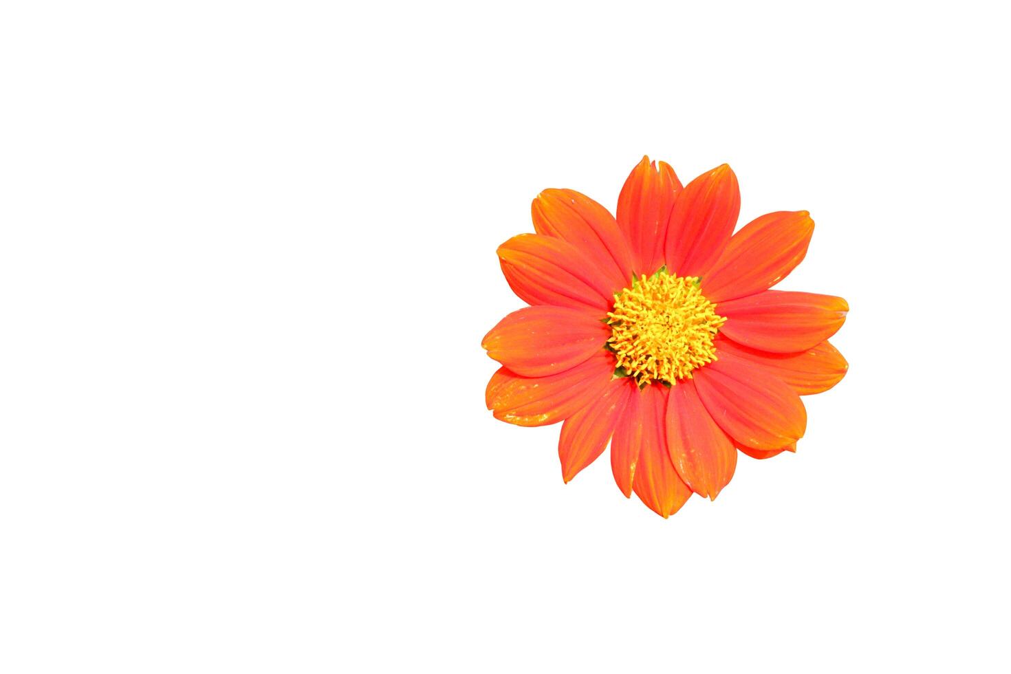 A cut-out of a flower on a white background with clipping paths. photo
