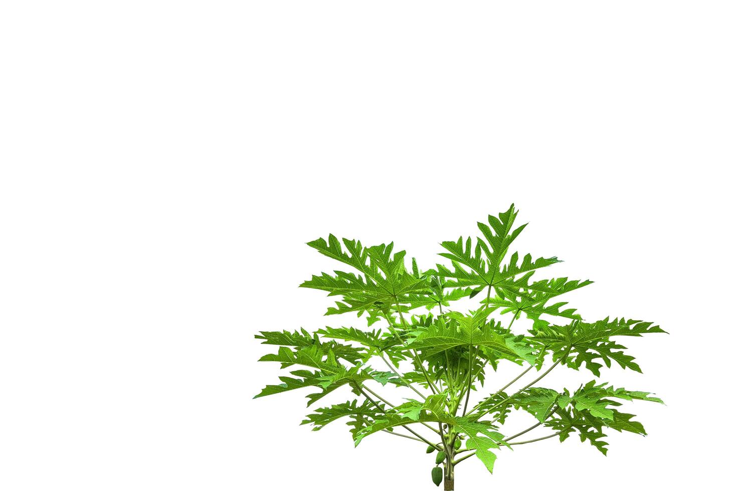 A cut-out of a papaya tree on a white background with clipping paths. photo