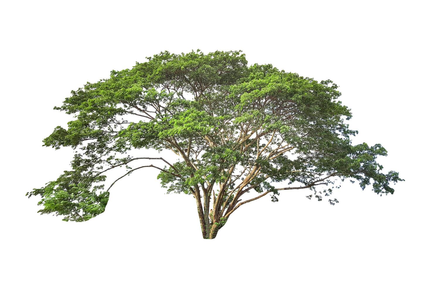 A cut out of a tree on a white background with clipping paths. photo