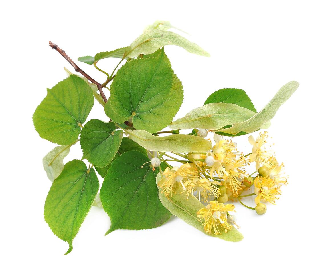 branch of linden flowers photo