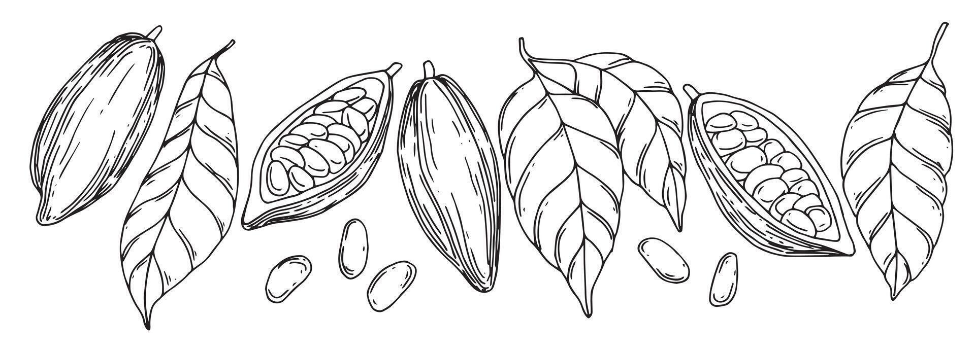 set of illustrations of cocoa beans, fruits and leaves. line drawing, sketch vector
