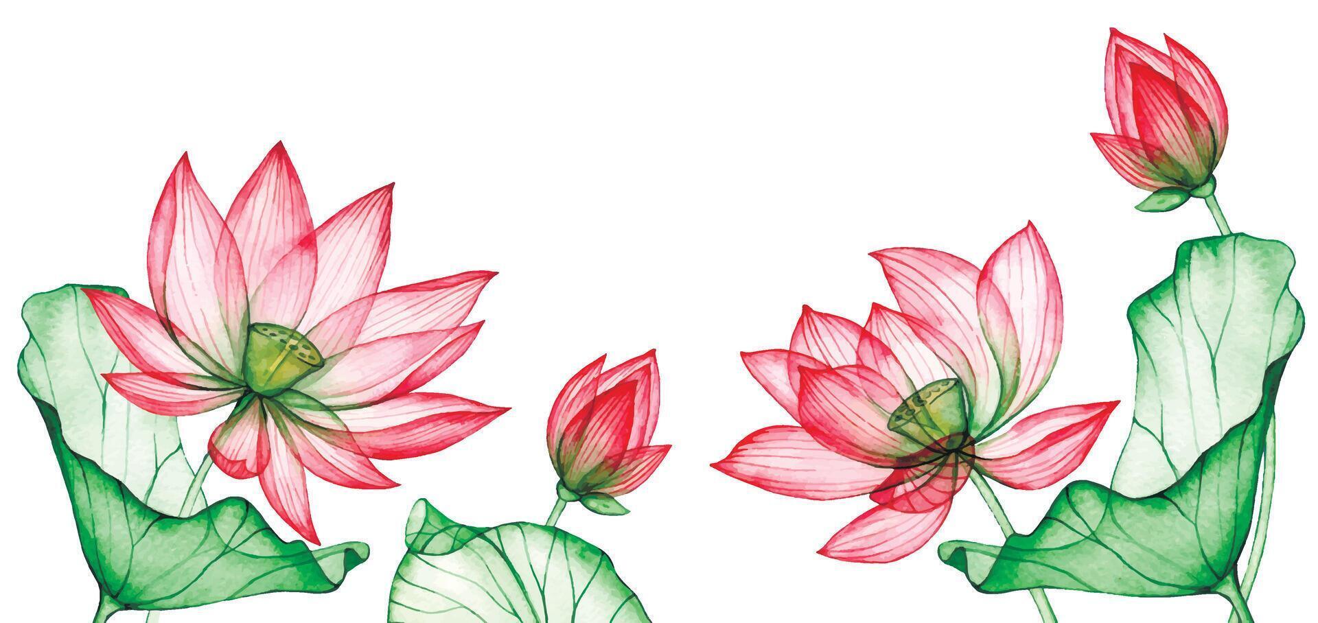 watercolor drawing, border of lotus flowers. frame of lotus flowers and leaves vector