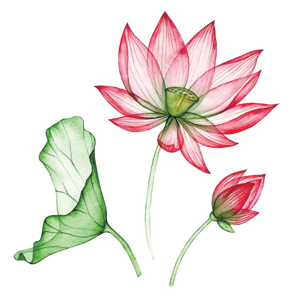 watercolor drawing, lotus flower. set of lotus flowers and leaves vector