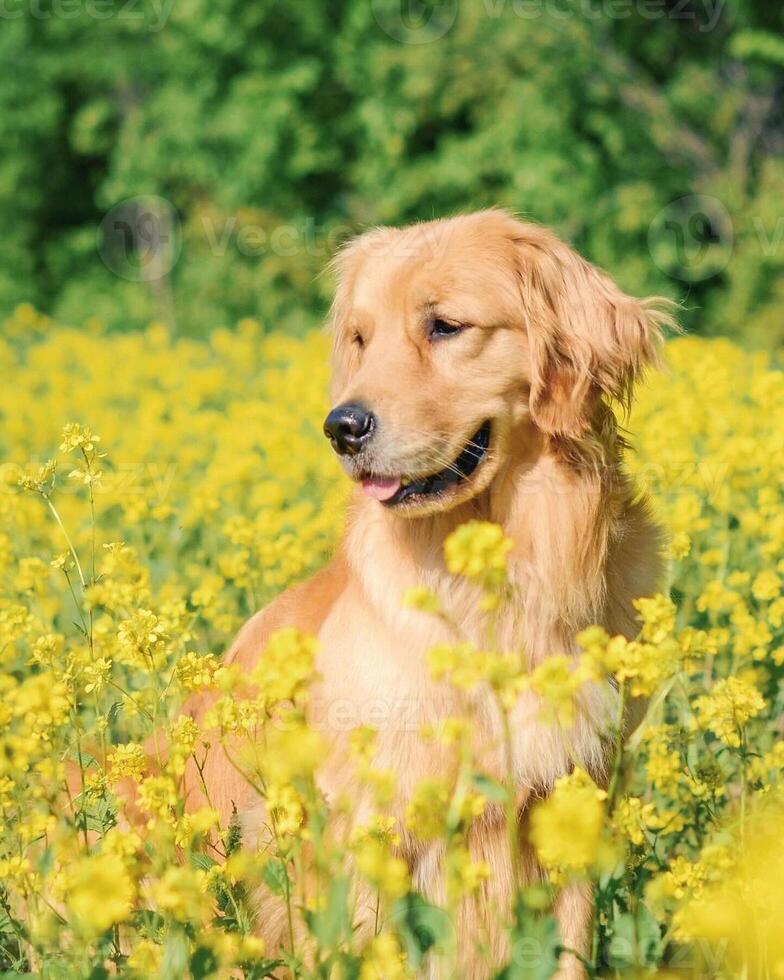 Golden Retriever dog lying, standing, sleeping with light background photo