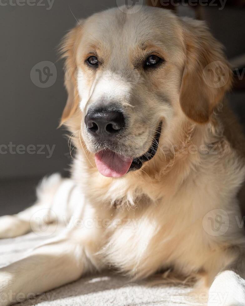 Golden Retriever dog lying, standing, sleeping with light background photo