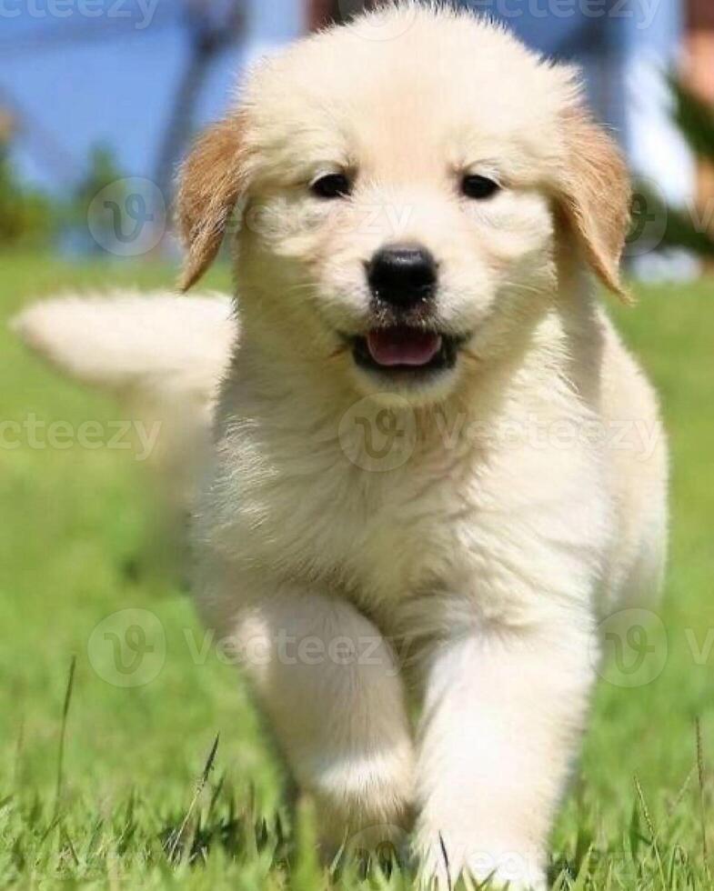 Golden Retriever dog lying, standing, sleeping with light background photo