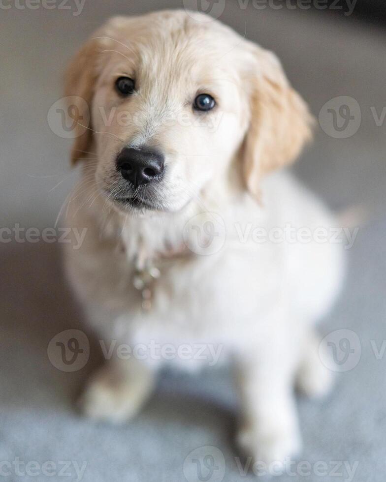 Golden Retriever dog lying, standing, sleeping with light background photo
