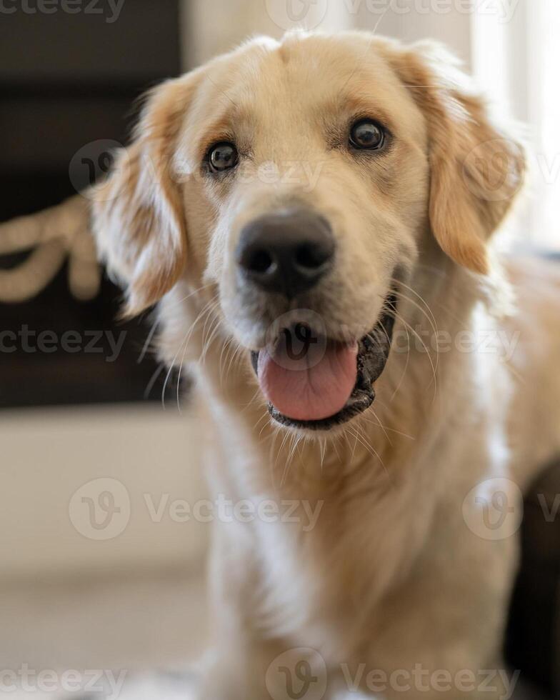 Golden Retriever dog lying, standing, sleeping with light background photo
