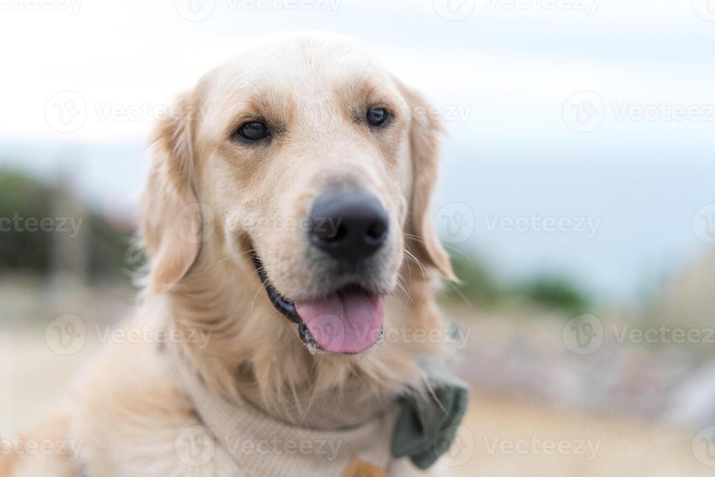 Golden Retriever dog lying, standing, sleeping with light background photo