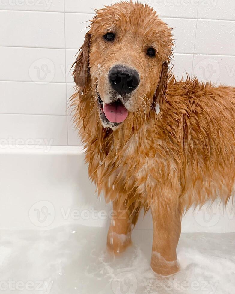 Golden Retriever dog lying, standing, sleeping with light background photo