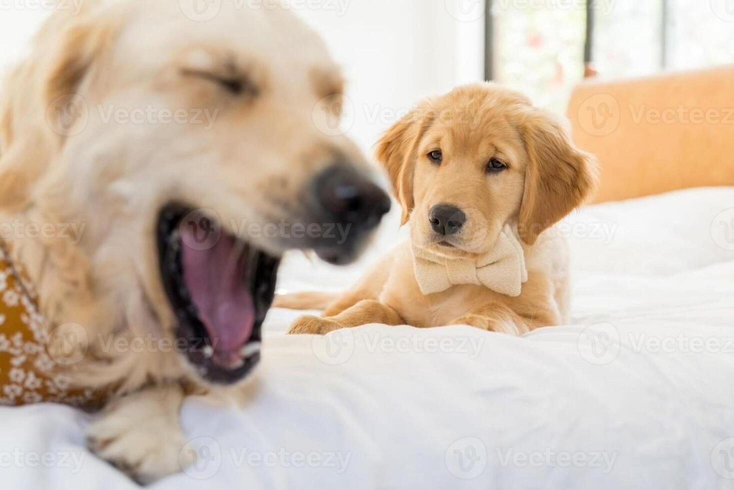 Golden Retriever dog lying, standing, sleeping with light background photo