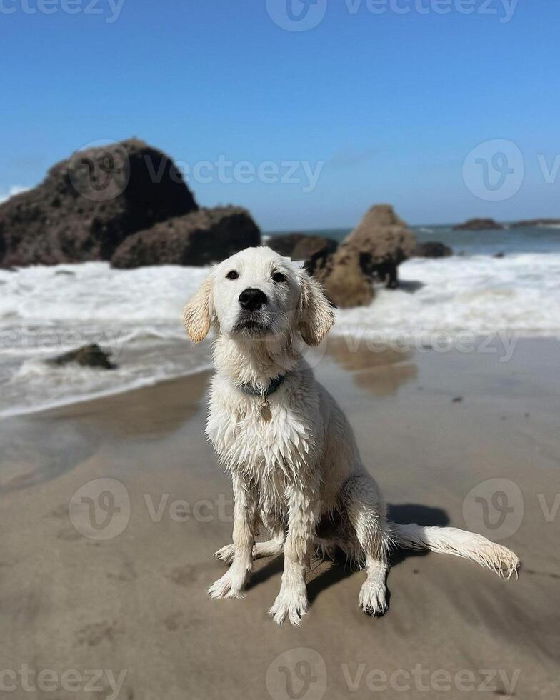 Golden Retriever dog lying, standing, sleeping with light background photo