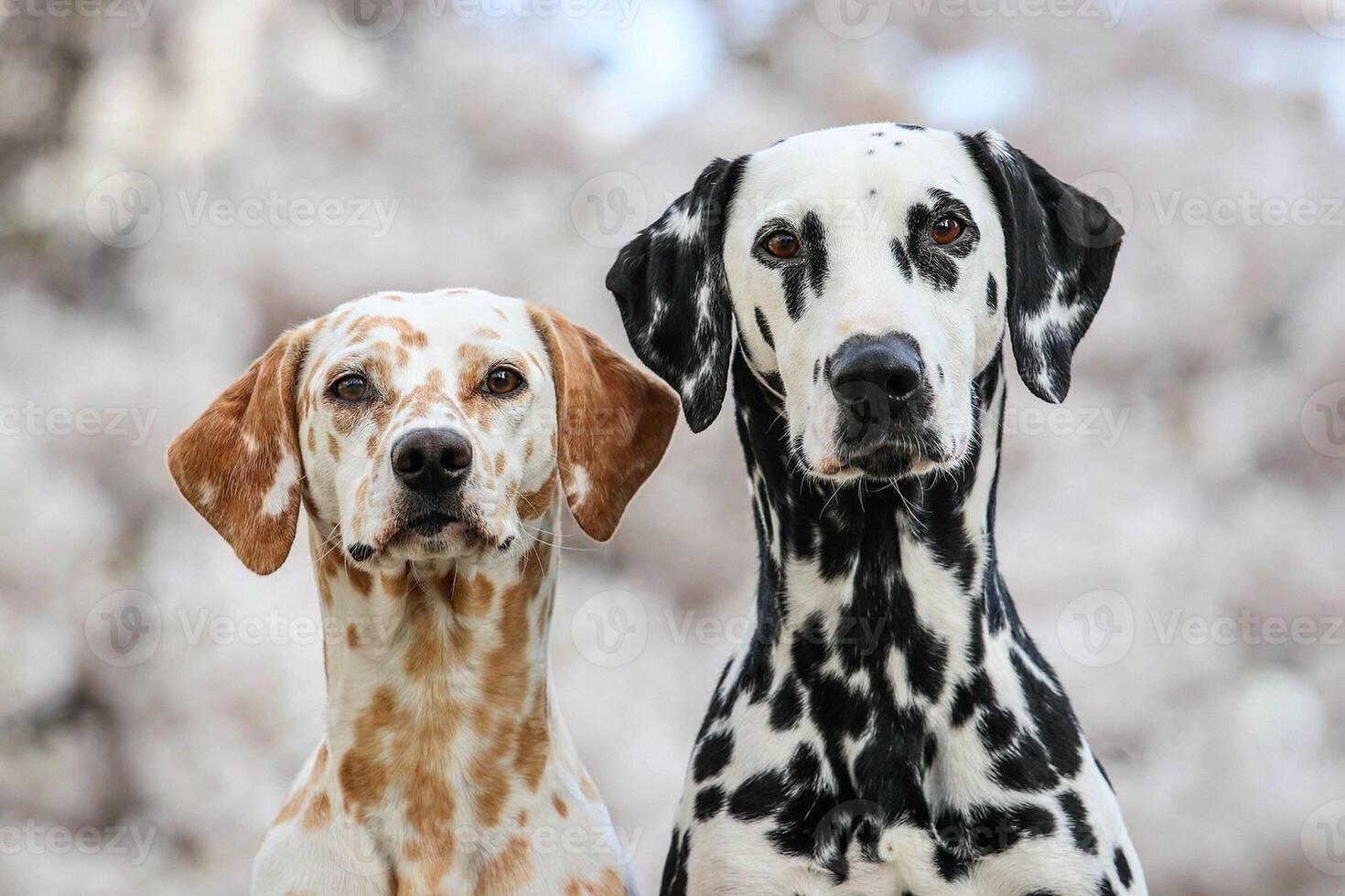 Dalmatian dog in the picturesque nature with a beautiful and cute face, black Dalmatian dog, lemon photo
