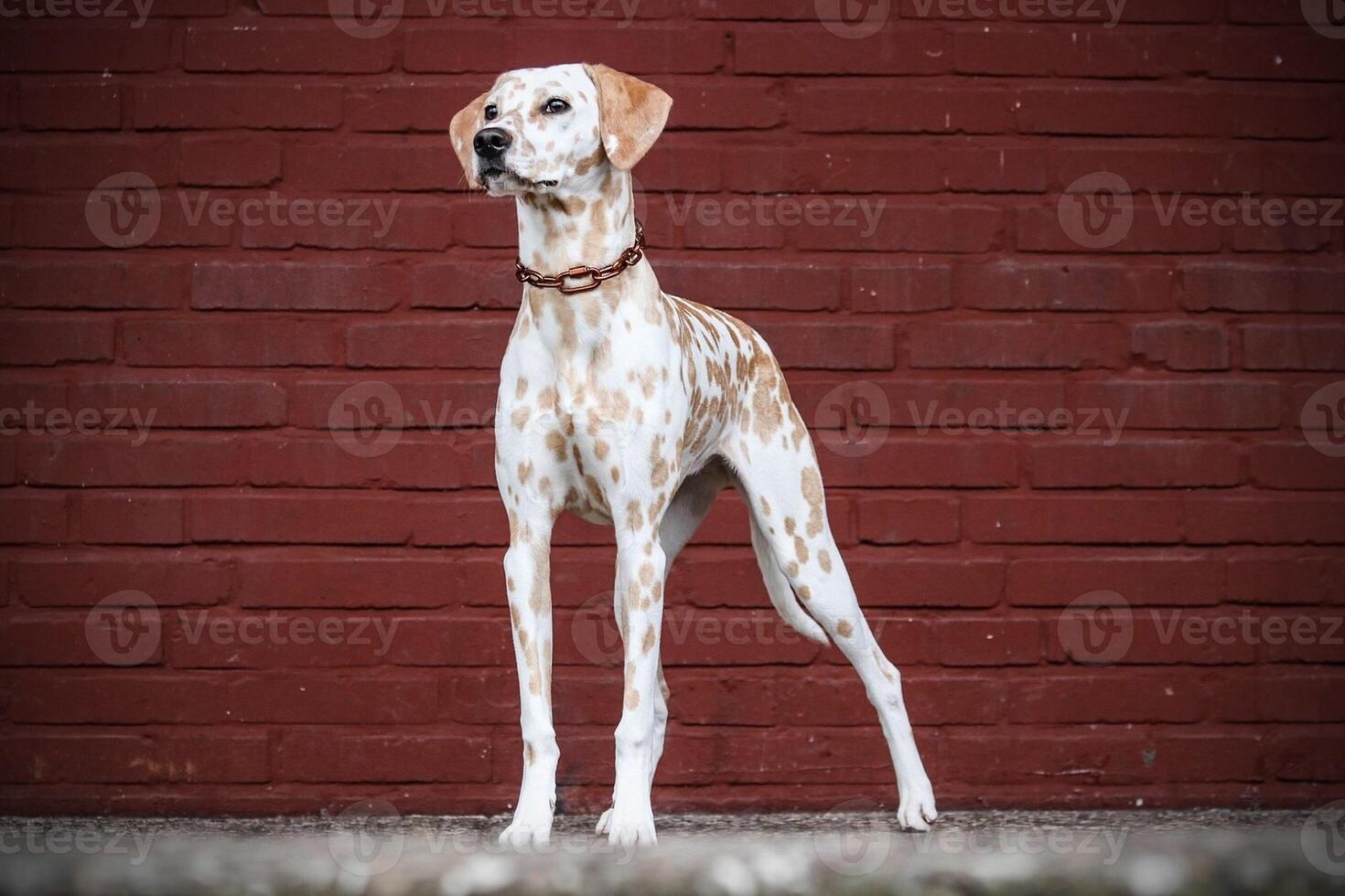 Dalmatian dog in the picturesque nature with a beautiful and cute face, black Dalmatian dog, lemon photo