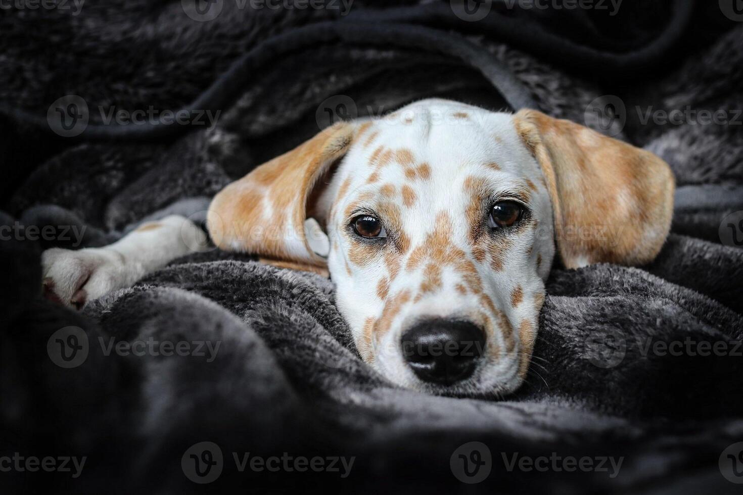 Dalmatian dog in the picturesque nature with a beautiful and cute face, black Dalmatian dog, lemon photo