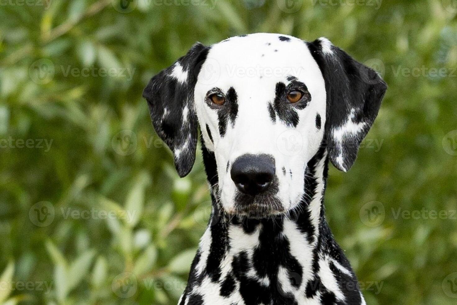 Dalmatian dog in the picturesque nature with a beautiful and cute face, black Dalmatian dog, lemon photo
