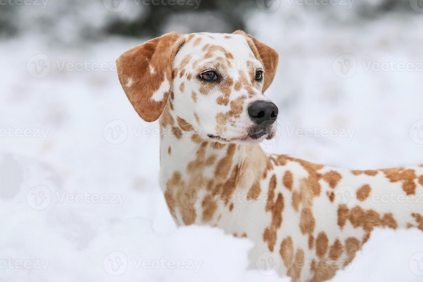 Dalmatian dog in the picturesque nature with a beautiful and cute face, black Dalmatian dog, lemon photo