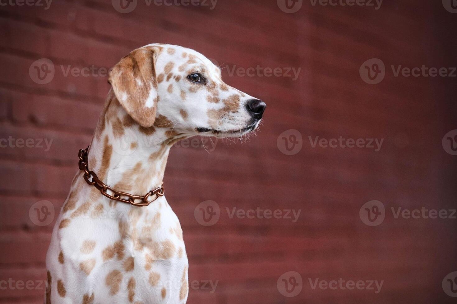 Dalmatian dog in the picturesque nature with a beautiful and cute face, black Dalmatian dog, lemon photo