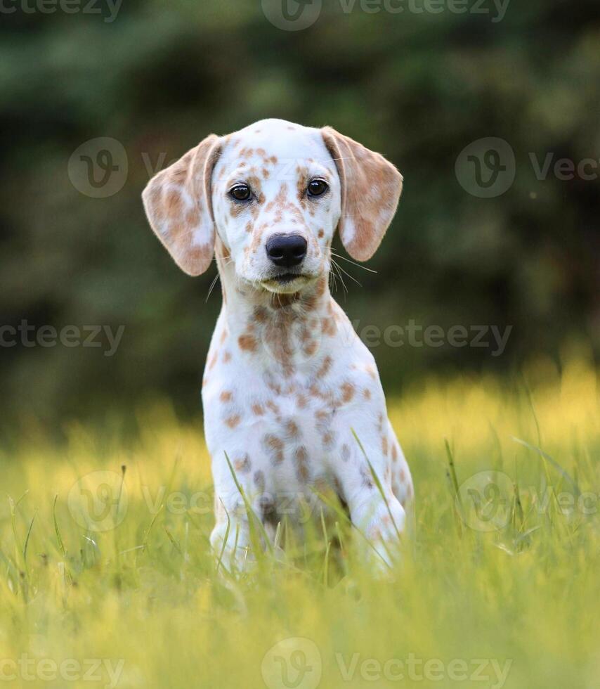 Dalmatian dog in the picturesque nature with a beautiful and cute face, black Dalmatian dog, lemon photo