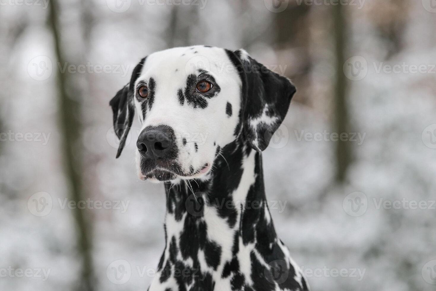Dalmatian dog in the picturesque nature with a beautiful and cute face, black Dalmatian dog, lemon photo