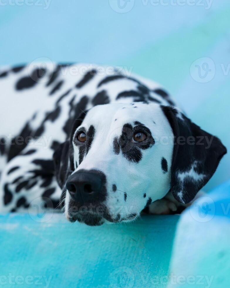 Dalmatian dog in the picturesque nature with a beautiful and cute face, black Dalmatian dog, lemon photo