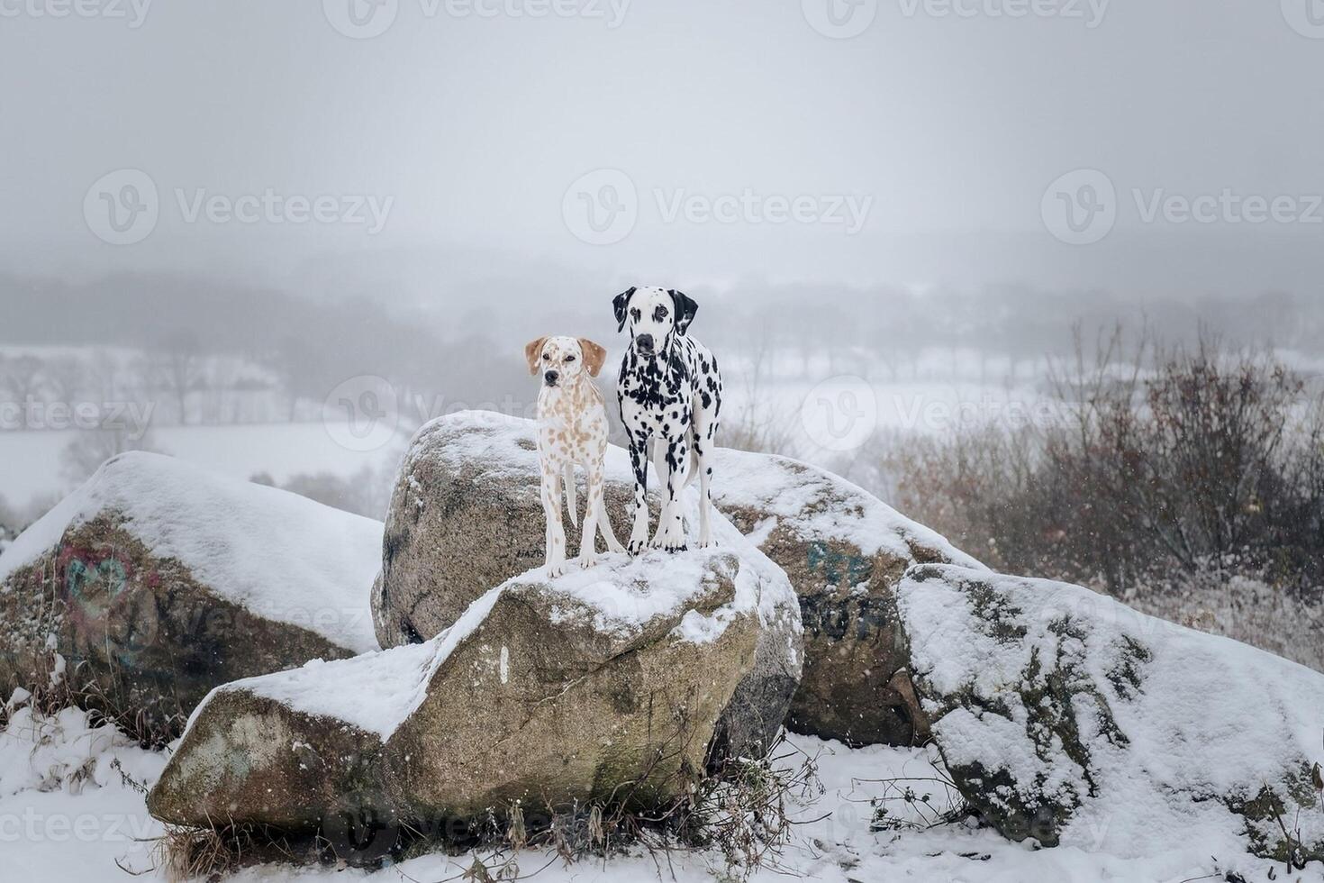 Dalmatian dog in the picturesque nature with a beautiful and cute face, black Dalmatian dog, lemon photo