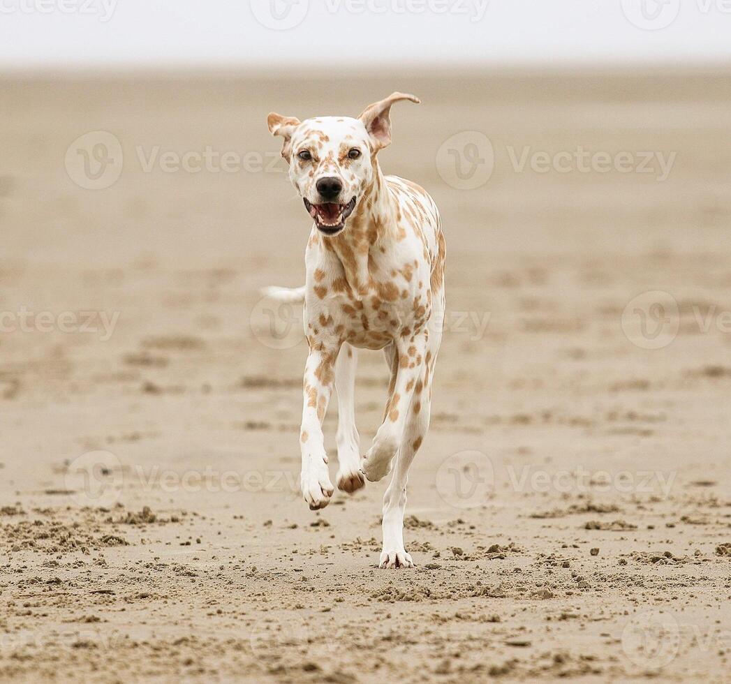 Dalmatian dog in the picturesque nature with a beautiful and cute face, black Dalmatian dog, lemon photo
