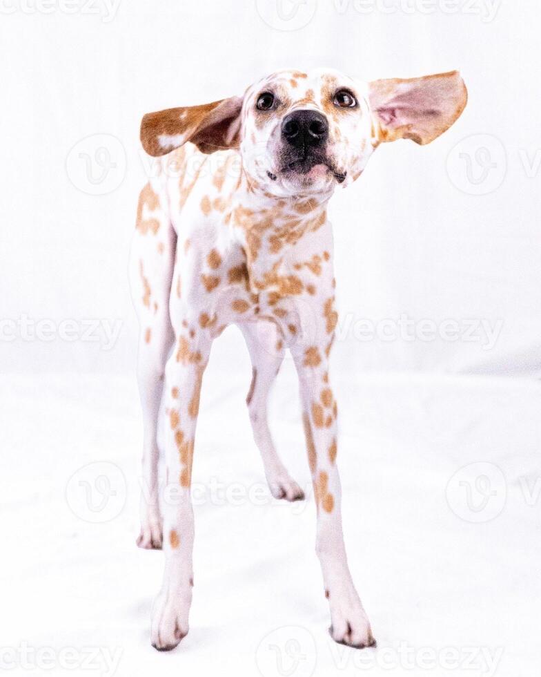 Dalmatian dog in the picturesque nature with a beautiful and cute face, black Dalmatian dog, lemon photo