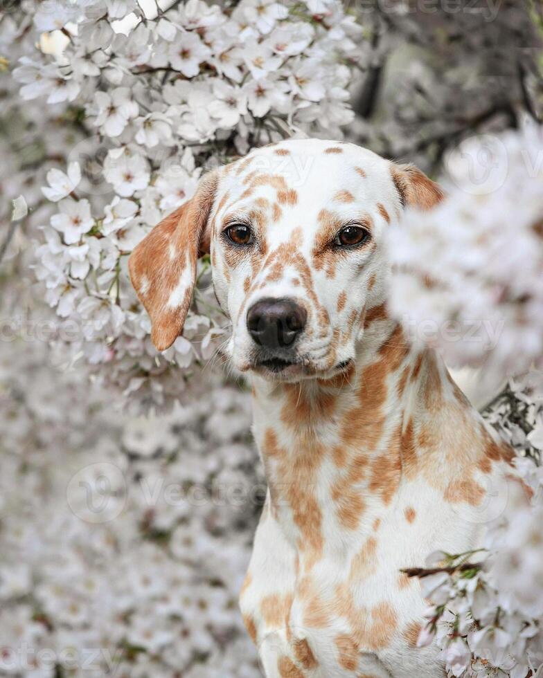 Dalmatian dog in the picturesque nature with a beautiful and cute face, black Dalmatian dog, lemon photo