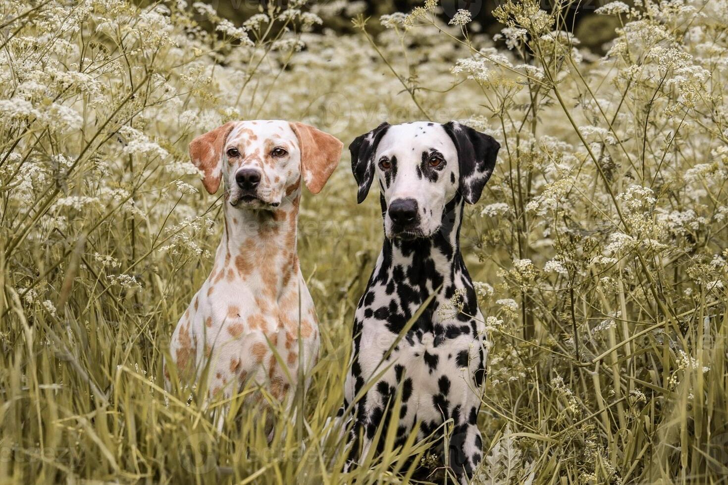 Dalmatian dog in the picturesque nature with a beautiful and cute face, black Dalmatian dog, lemon photo